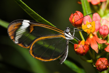 See Through Butterfly