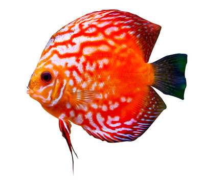 Colorful Tropical Discus Fish