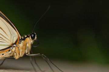 A close image of a butterfly showing the large eyes 