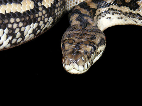DELUXE SNAKE