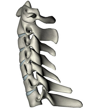 Cervical Spine Images – Browse 21,921 Stock Photos, Vectors, and Video ...