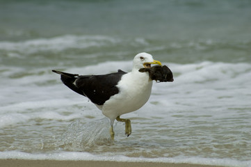 Sea gull cathing fish