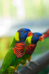 Colorful birds
