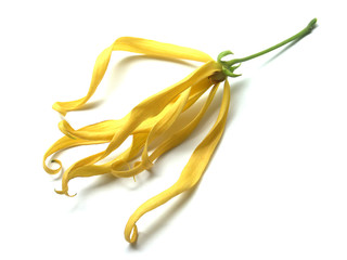 ylang-ylang