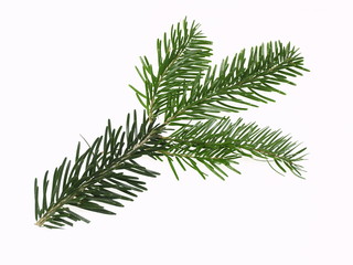 tannenzweig freigestellt auf weißem hintergrund