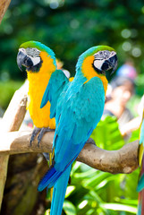 Naklejka premium Colorful parrots