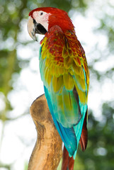 Colorful parrot