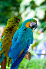 parrots