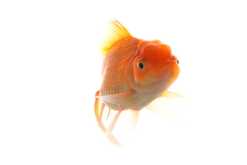 An image of gold fish