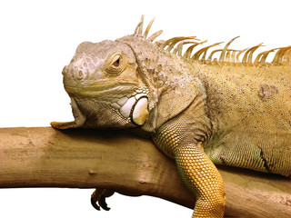 lizard,saved path