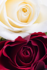 red and white rose