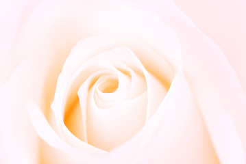 Fototapeta na wymiar różowe