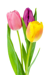 Obraz premium kolorowe tulipany