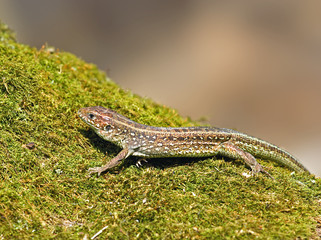 Lizard