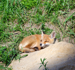 Red Fox ( Vulpes vulpes )