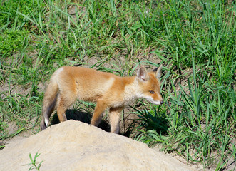 Red Fox ( Vulpes vulpes )