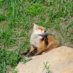 Red Fox ( Vulpes vulpes )