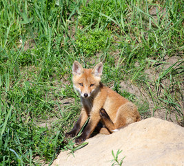 Naklejka na ściany i meble Red Fox ( Vulpes vulpes )