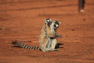 Ring Tailed Lemurs and their babies 