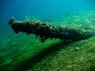 Baum unterwasser
