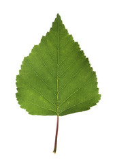 Fototapeta premium Birch leaf isolated on white