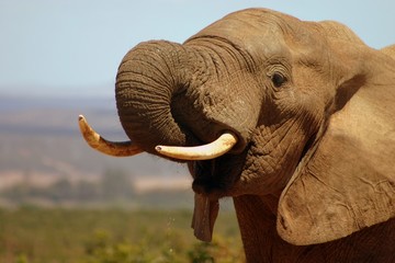 African Elephant Bull (Loxodonta africana)