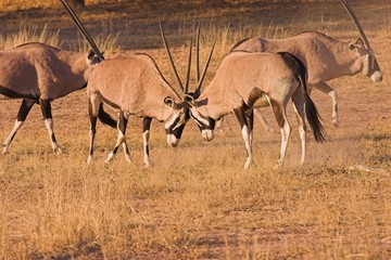 Gemsbok (Oryx gazella) Fighting