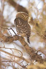 Pearl-spotted Owlet (Glaucidium perlatum)