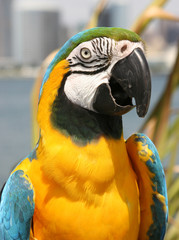 Macaw, blue and gold