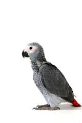 red tale parrot isolated on white