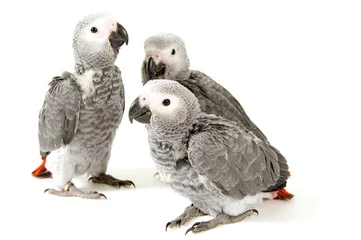 Foto op Plexiglas 3 baby papegaaien geïsoleerd op wit © Ramona Smiers