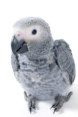 red tale baby parrot isolated on white © Ramona Smiers