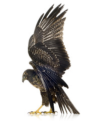 Young Black-chested Buzzard-eagle () - Geranoaetus melanoleucus © Eric Isselée