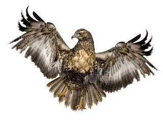 Young Black-chested Buzzard-eagle () - Geranoaetus melanoleucus