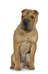 Sharpei ()