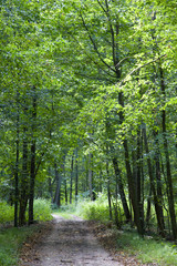 Obraz premium Ground road in the summer forest