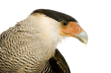 Southern Caracara (3 years) - Polyborus plancus