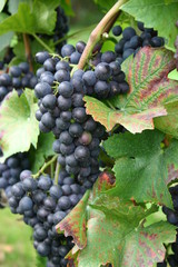 Rote Weintrauben