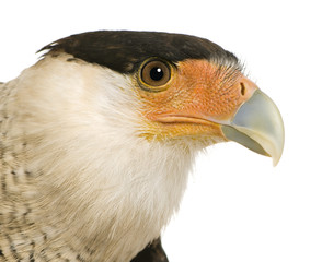 Southern Caracara (3 years) - Polyborus plancus
