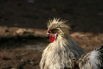 Naklejka premium Japanisches Seidenhuhn