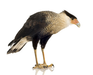 Southern Caracara (3 years) - Polyborus plancus