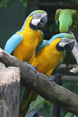 two macaws