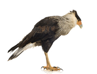 Southern Caracara (3 years) - Polyborus plancus
