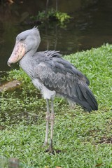 shoebill stork