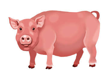 Pig