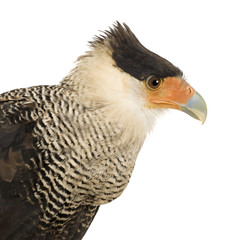 Southern Caracara (3 years) - Polyborus plancus