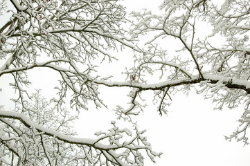 Winter beauty
