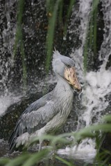 african shoe billed stork