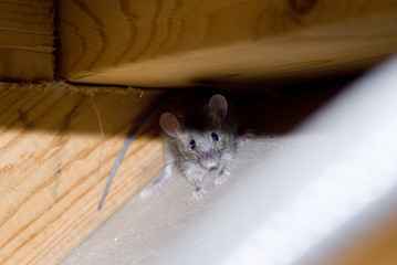 Hiding House Mouse