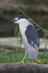 hight heron 2